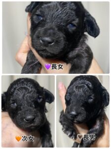 りりbaby　4匹中３匹開眼！！