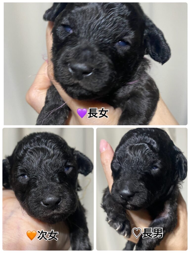 りりbaby　4匹中３匹開眼！！