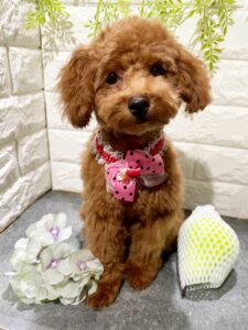 8/2~8/3 　アモちゃんお里帰りしてくれました