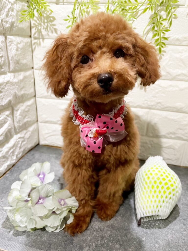 8/2~8/3 　アモちゃんお里帰りしてくれました